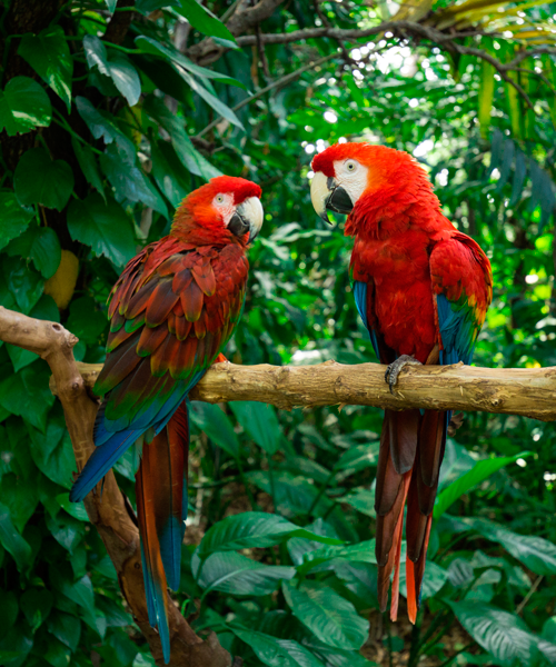 Fauna-y-flora-loros